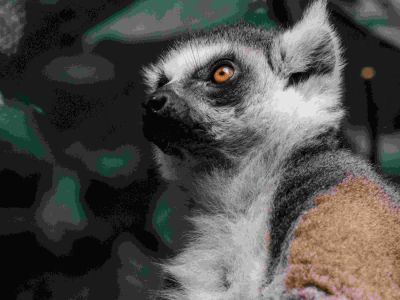 Singapore Zoo Wildlife